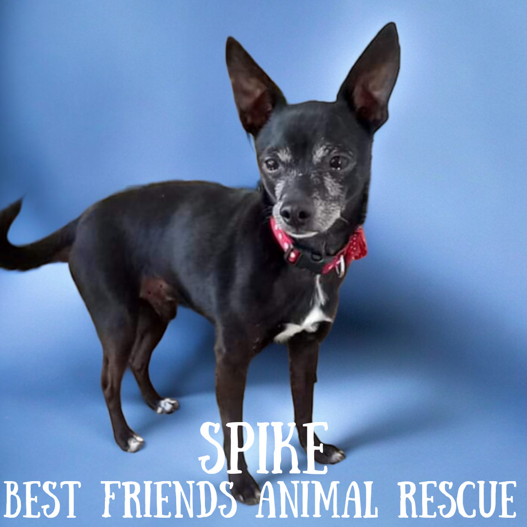 Spike, an adoptable Chihuahua in Wasilla, AK, 99654 | Photo Image 3