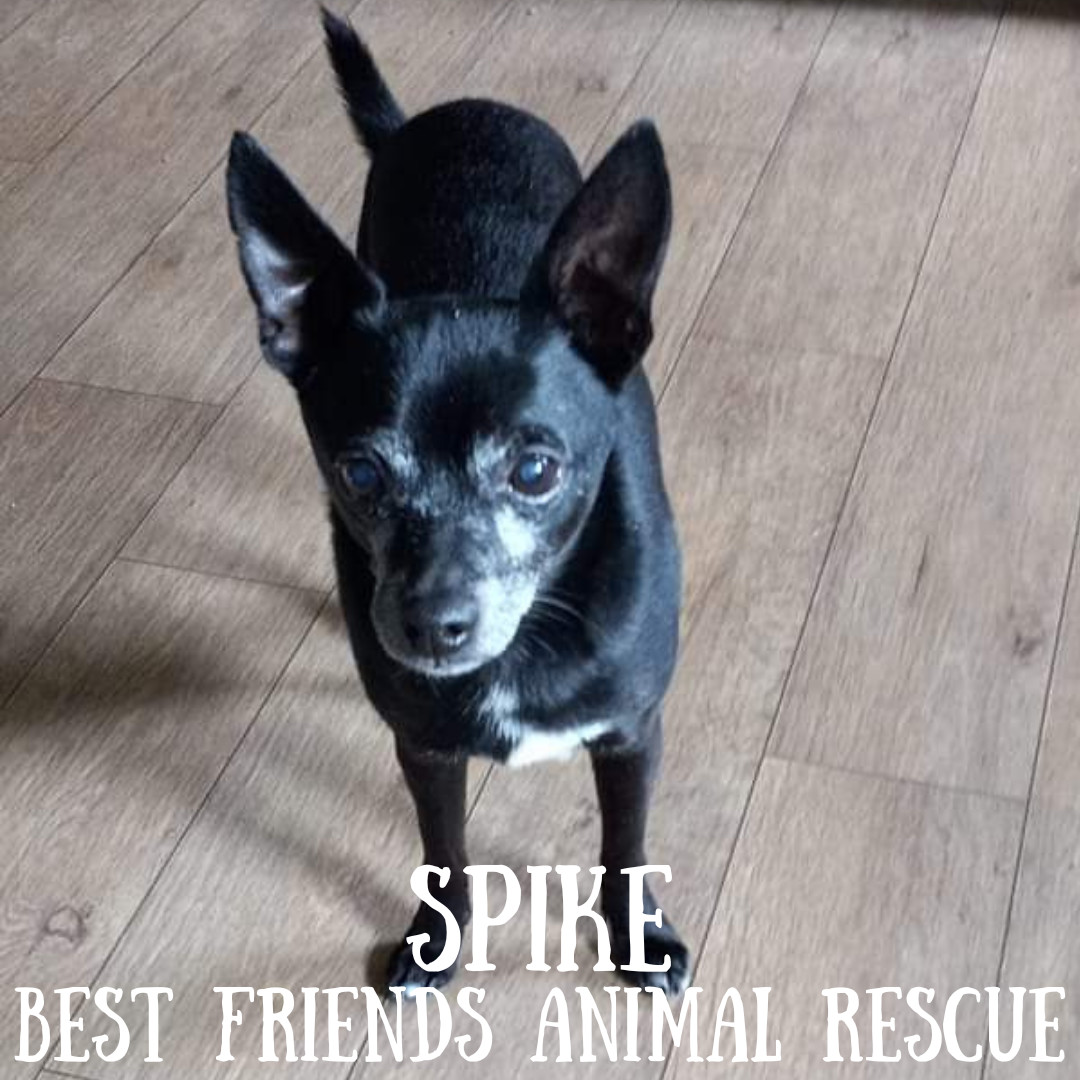 Spike, an adoptable Chihuahua in Wasilla, AK, 99654 | Photo Image 4