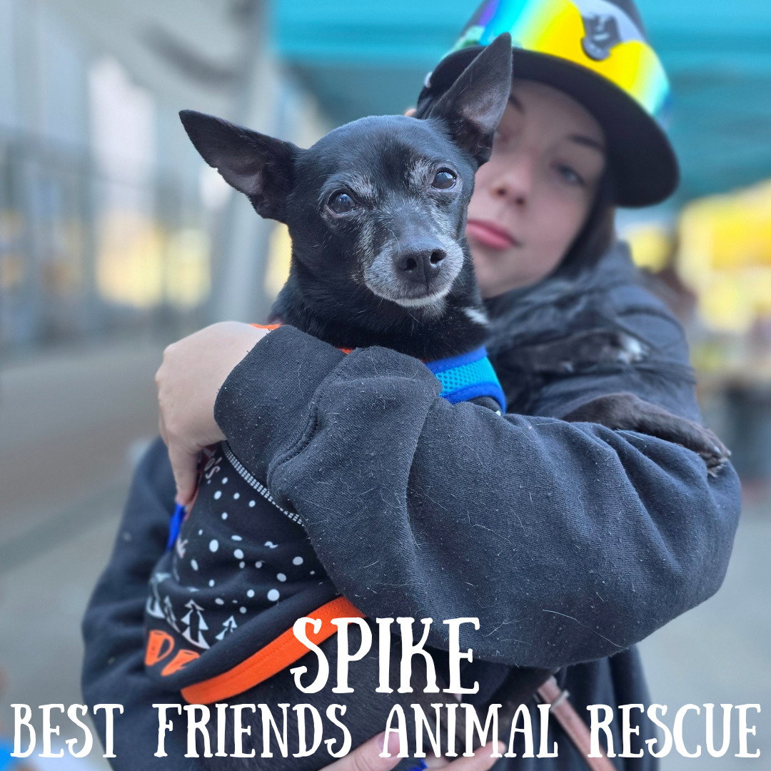 Spike, an adoptable Chihuahua in Wasilla, AK, 99654 | Photo Image 5