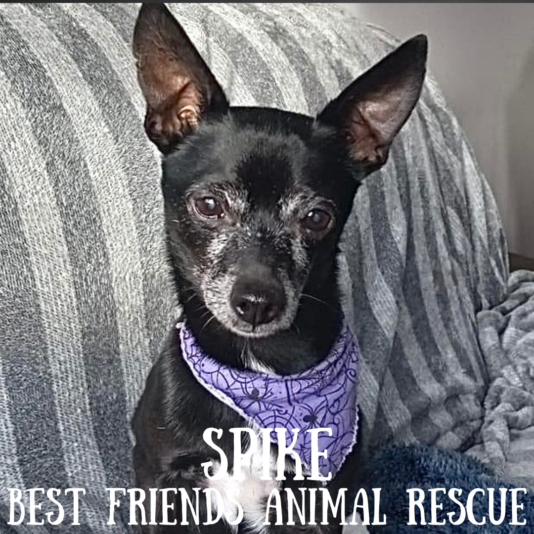 Spike, an adoptable Chihuahua in Wasilla, AK, 99654 | Photo Image 6