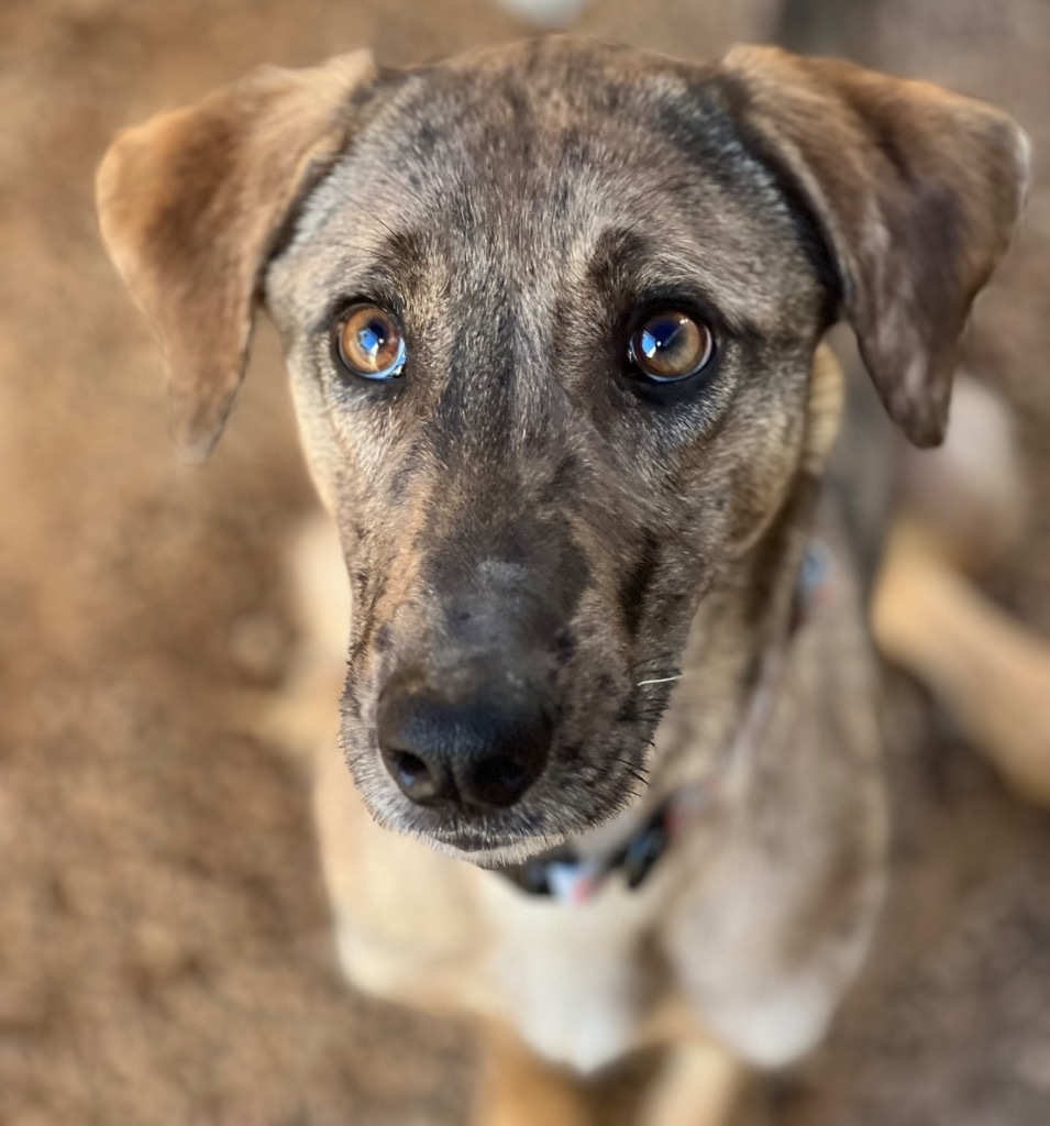 Vixey, an adoptable Catahoula Leopard Dog, Mixed Breed in Duncan, OK, 73533 | Photo Image 1