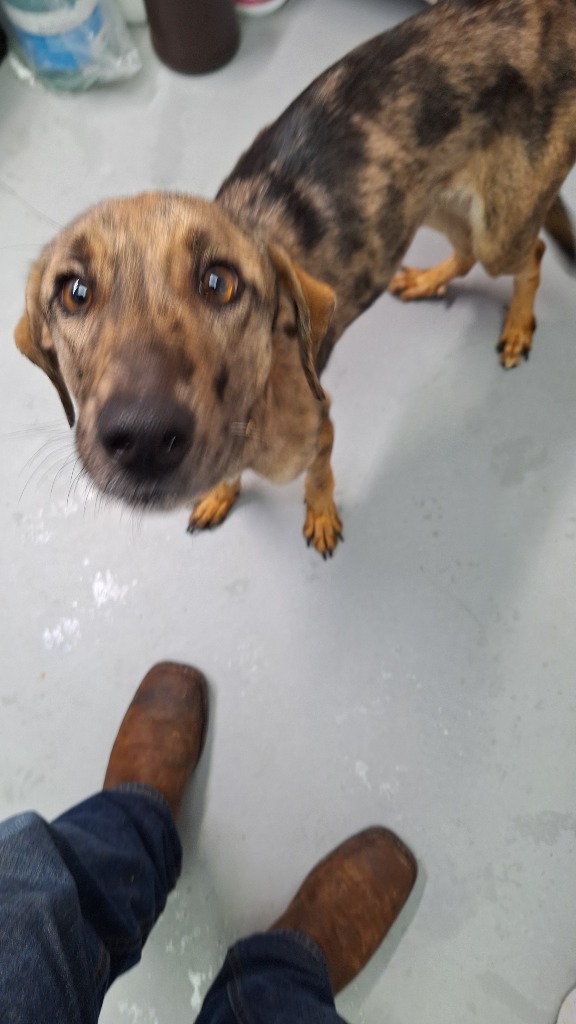 Vixey, an adoptable Catahoula Leopard Dog, Mixed Breed in Duncan, OK, 73533 | Photo Image 2