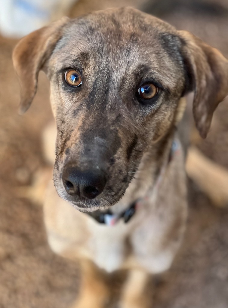 Vixey, an adoptable Catahoula Leopard Dog, Mixed Breed in Duncan, OK, 73533 | Photo Image 3