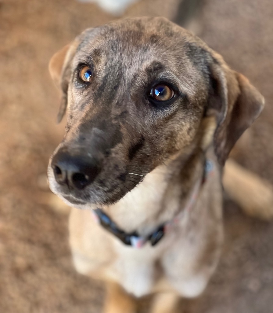 Vixey, an adoptable Catahoula Leopard Dog, Mixed Breed in Duncan, OK, 73533 | Photo Image 4