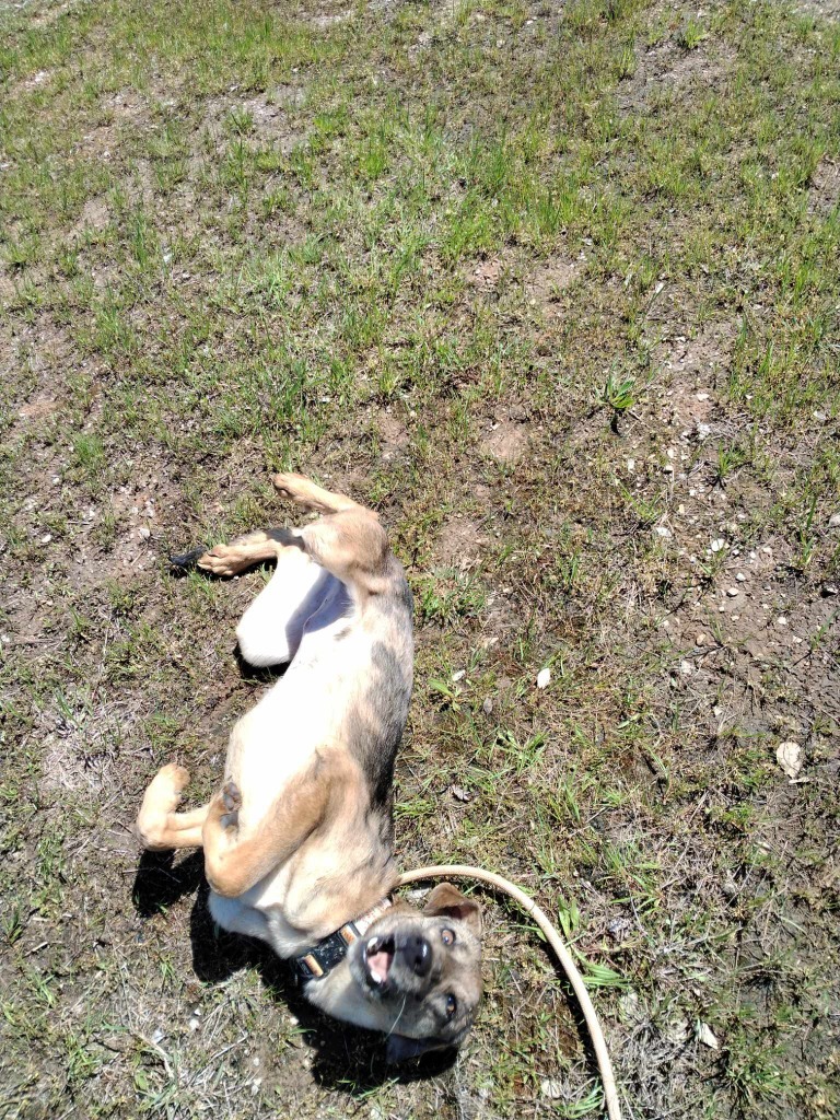 Vixey, an adoptable Catahoula Leopard Dog, Mixed Breed in Duncan, OK, 73533 | Photo Image 5