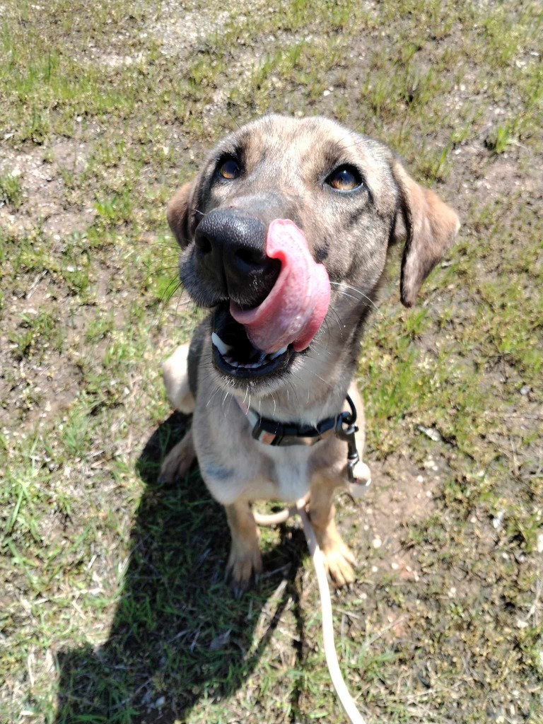 Vixey, an adoptable Catahoula Leopard Dog, Mixed Breed in Duncan, OK, 73533 | Photo Image 6