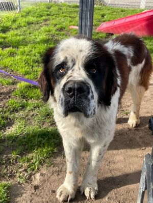 Buckey Saint Bernard Dog