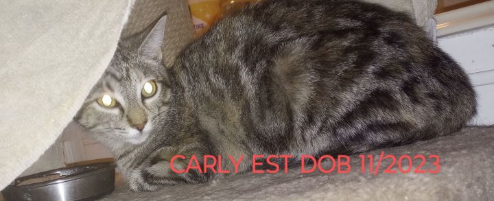 CARLY 1