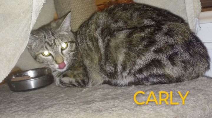 CARLY 2