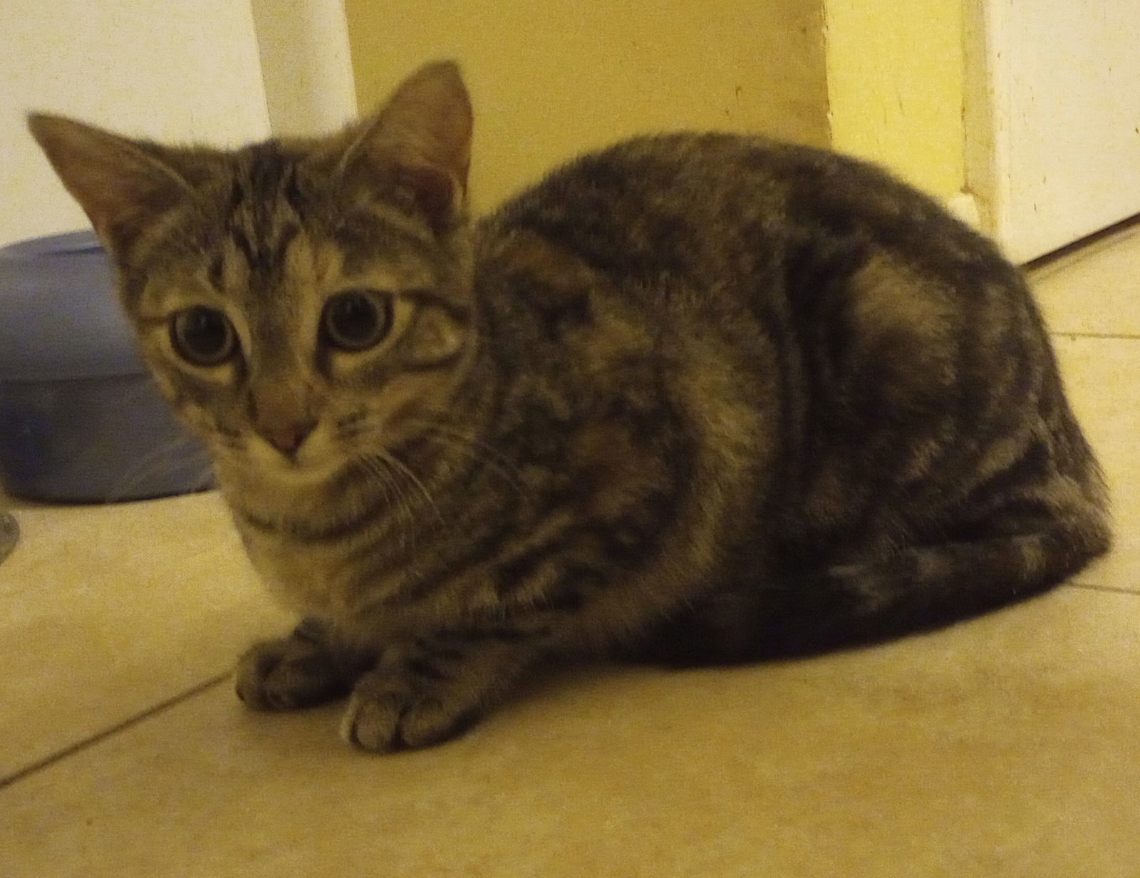 CARLY, an adoptable Domestic Short Hair, Torbie in Cypress, TX, 77433 | Photo Image 3