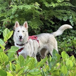 Bella - AVAILABLE Husky Dog