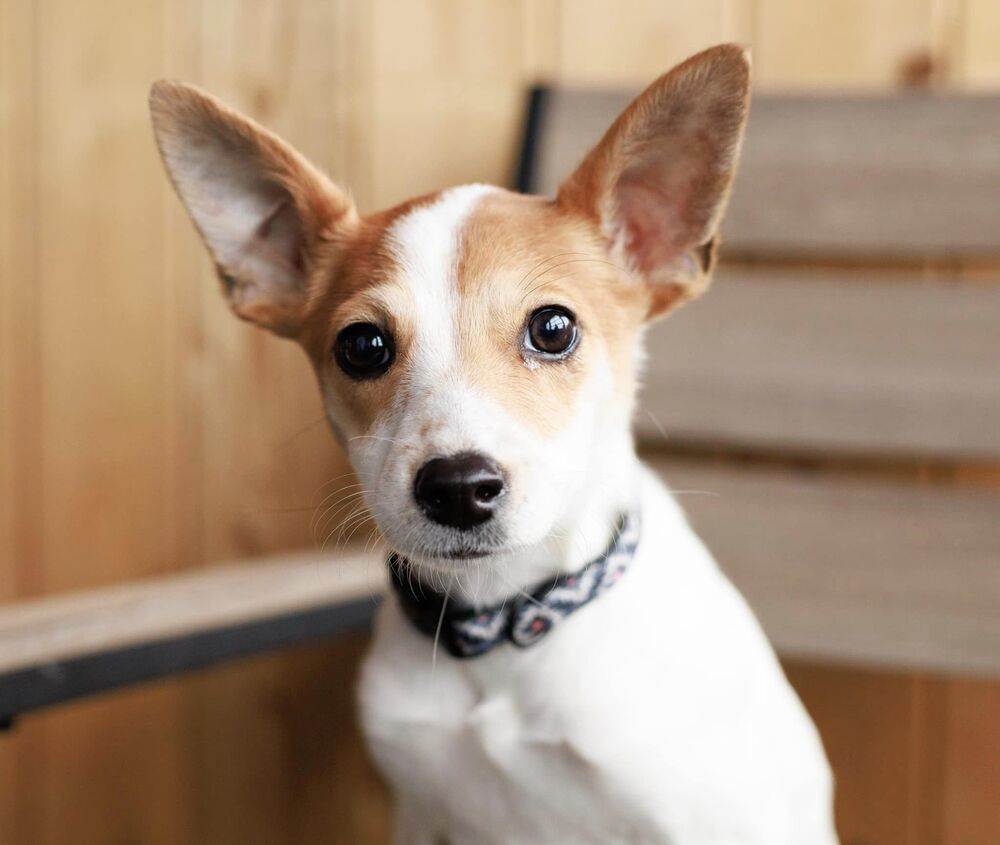Little Dog, an adoptable Chihuahua in Mandan, ND, 58554 | Photo Image 1