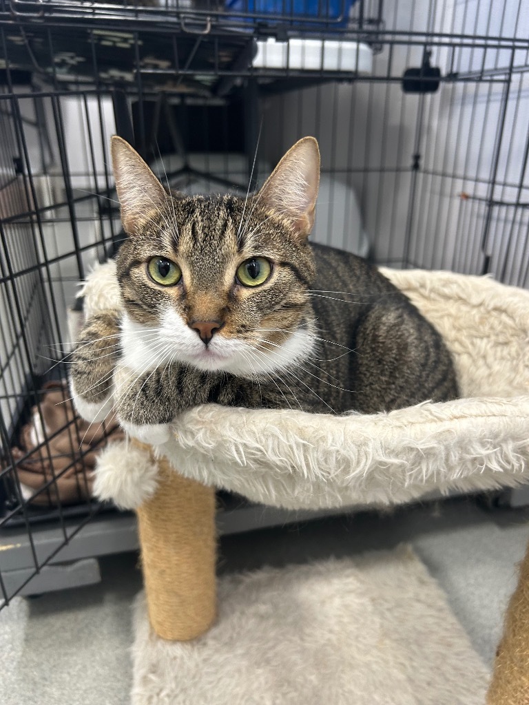 Sonic, an adoptable Domestic Short Hair in Denham Springs, LA, 70726 | Photo Image 1