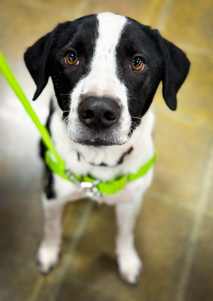 Nikko, an adoptable Mixed Breed in sun prairie, WI, 53590 | Photo Image 1