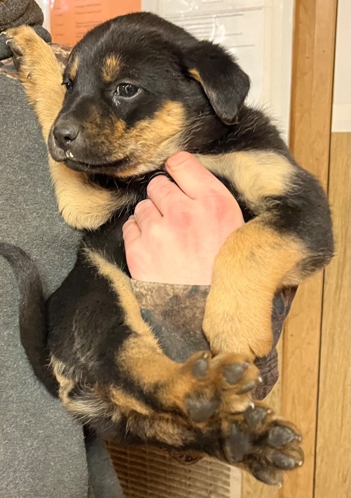 Bosco, an adoptable Australian Shepherd, German Shepherd Dog in Thompson Falls, MT, 59873 | Photo Image 2