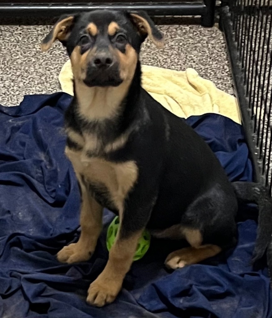 Bosco, an adoptable Australian Shepherd, German Shepherd Dog in Thompson Falls, MT, 59873 | Photo Image 3