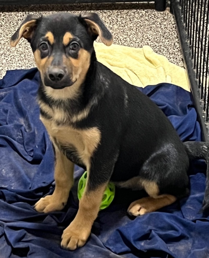 Bosco, an adoptable Australian Shepherd, German Shepherd Dog in Thompson Falls, MT, 59873 | Photo Image 4