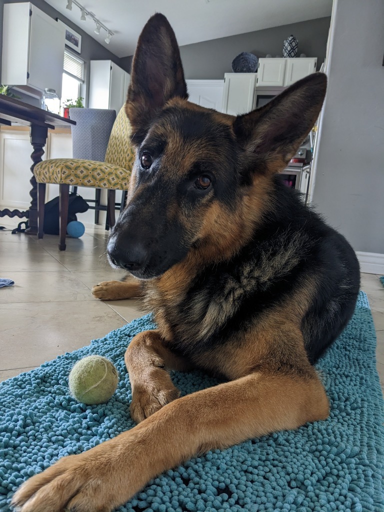 Bunnie, an adoptable German Shepherd Dog in Salt Lake City, UT, 84117 | Photo Image 1