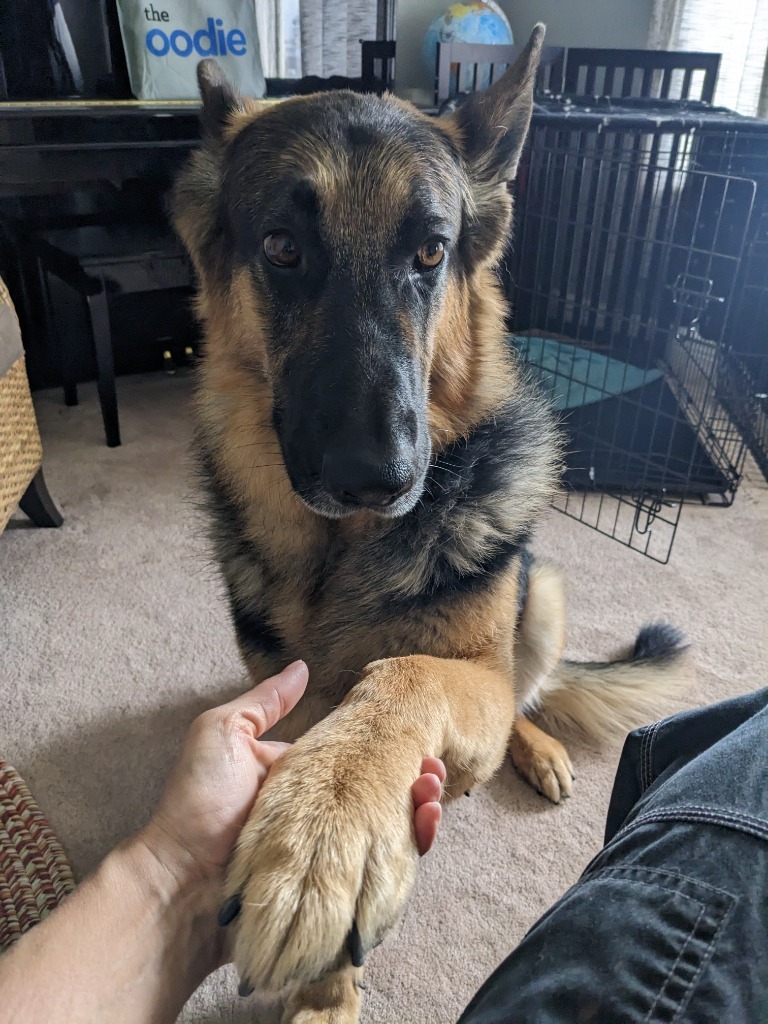 Bunnie, an adoptable German Shepherd Dog in Salt Lake City, UT, 84117 | Photo Image 2