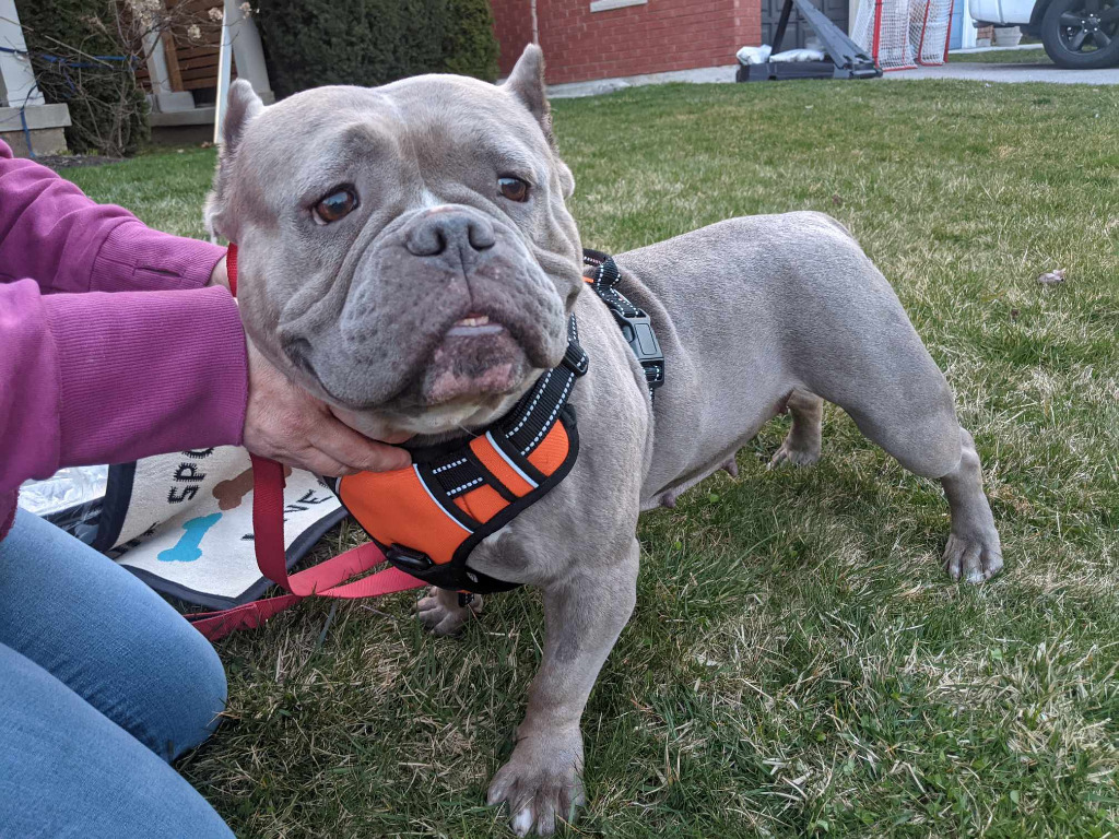 Ginny, an adoptable American Bulldog in Toronto, ON, M6N 4R8 | Photo Image 1