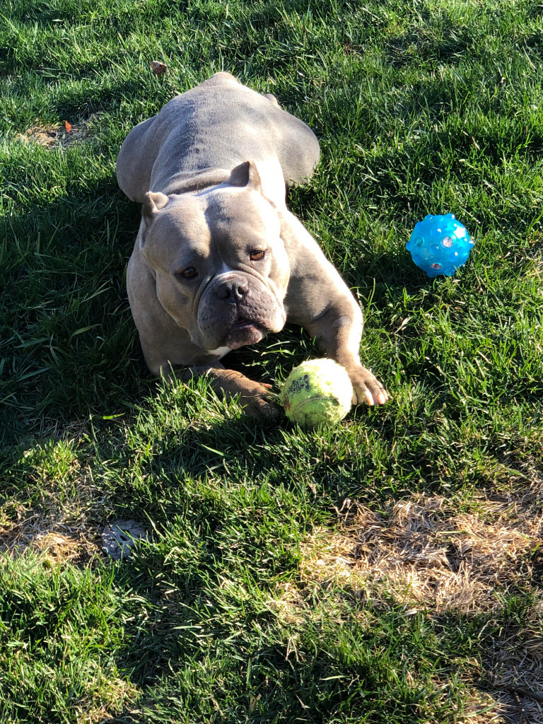 Ginny, an adoptable American Bulldog in Toronto, ON, M6N 4R8 | Photo Image 2