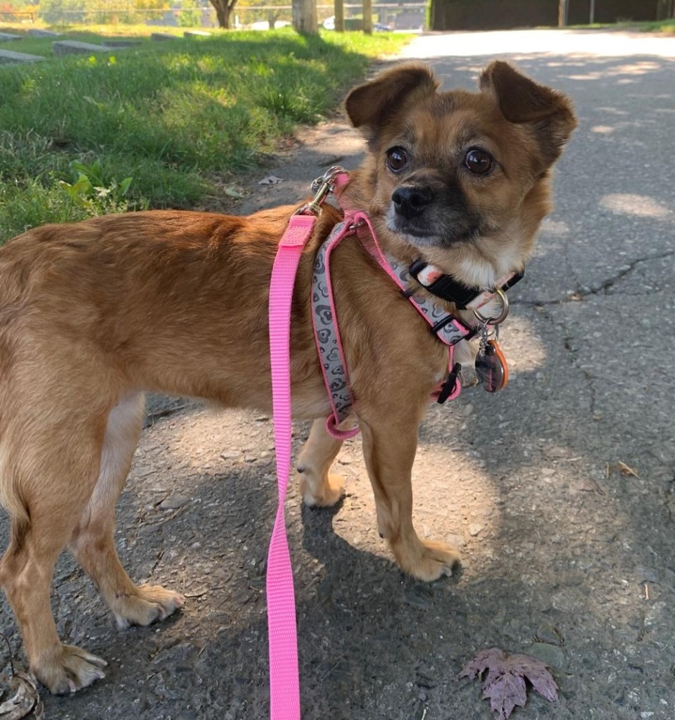 Poppi, an adoptable Papillon in San Juan de Abajo, NAY, 63732 | Photo Image 1