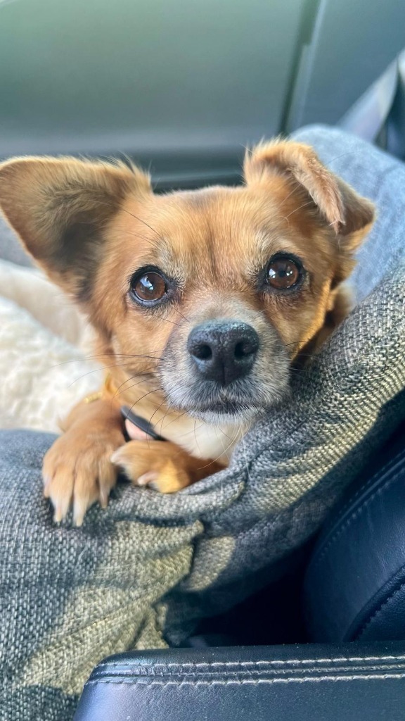 Poppi, an adoptable Papillon in San Juan de Abajo, NAY, 63732 | Photo Image 2