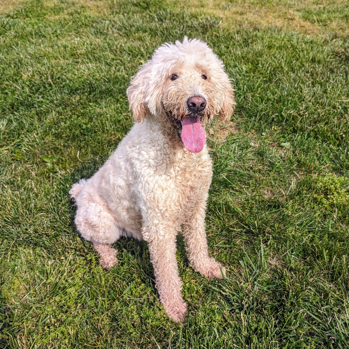Wally, an adoptable Goldendoodle in Louisville, KY, 40206 | Photo Image 1