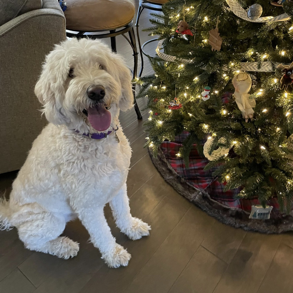 Wally, an adoptable Goldendoodle in Louisville, KY, 40206 | Photo Image 3