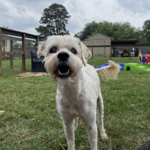 Schmidt, an adoptable Havanese, Terrier in Houston, TX, 77006 | Photo Image 1