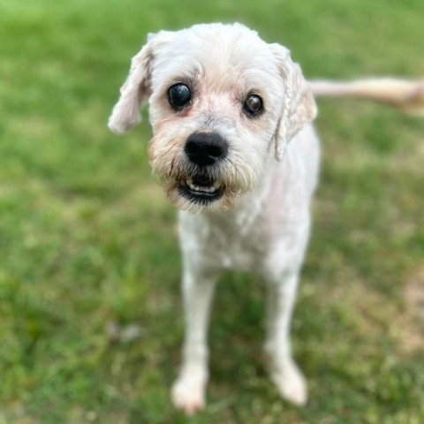 Schmidt, an adoptable Havanese, Terrier in Houston, TX, 77006 | Photo Image 3