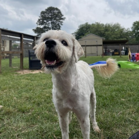 Schmidt, an adoptable Havanese, Terrier in Houston, TX, 77006 | Photo Image 4