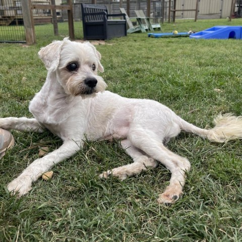 Schmidt, an adoptable Havanese, Terrier in Houston, TX, 77006 | Photo Image 5