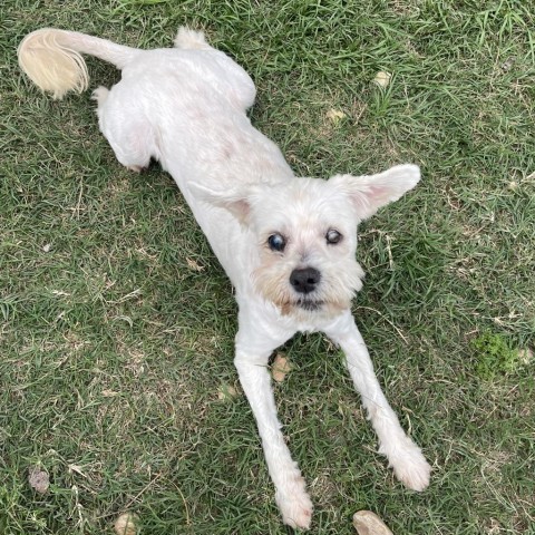 Schmidt, an adoptable Havanese, Terrier in Houston, TX, 77006 | Photo Image 6