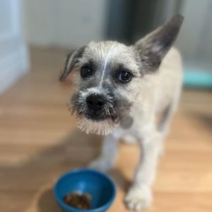 Angus is a 6lb 4mo old terrier mix who has not only the coolest name but also th