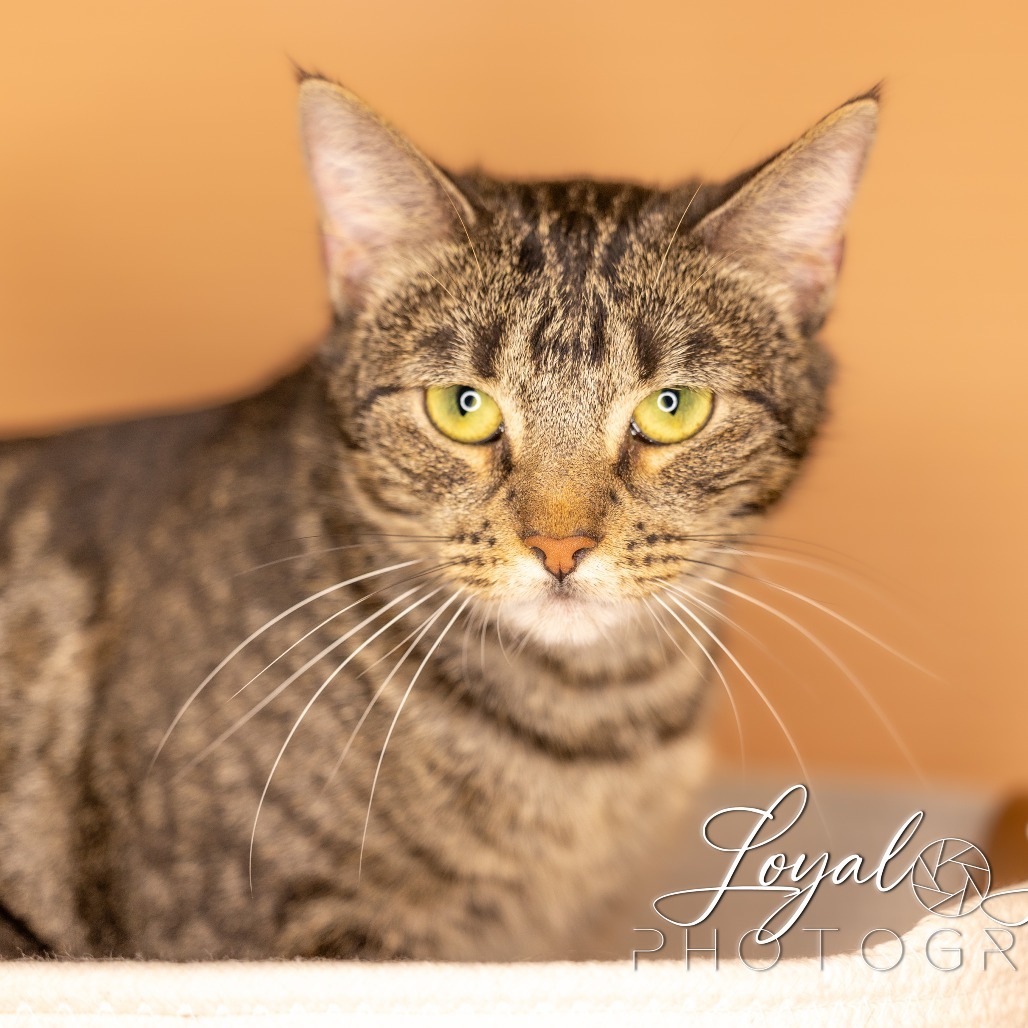 Noel, an adoptable Domestic Long Hair in San Antonio, TX, 78253 | Photo Image 1