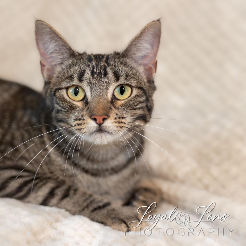 Noel, an adoptable Domestic Long Hair in San Antonio, TX, 78253 | Photo Image 2