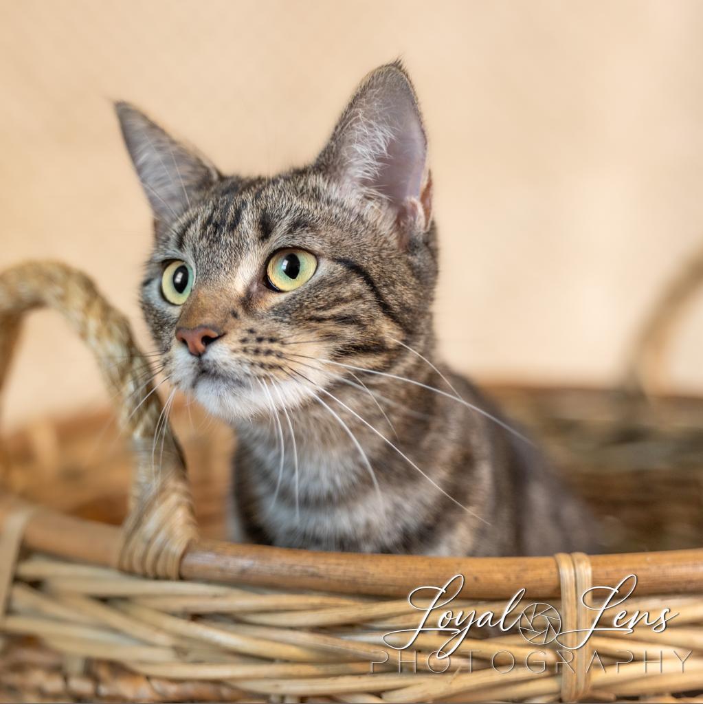 Noel, an adoptable Domestic Long Hair in San Antonio, TX, 78253 | Photo Image 3