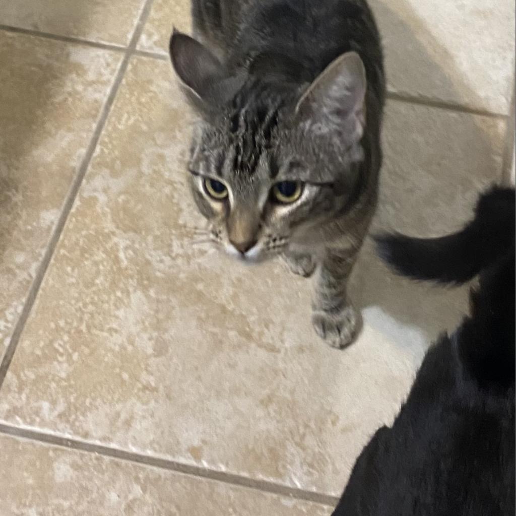 Noel, an adoptable Domestic Long Hair in San Antonio, TX, 78253 | Photo Image 4