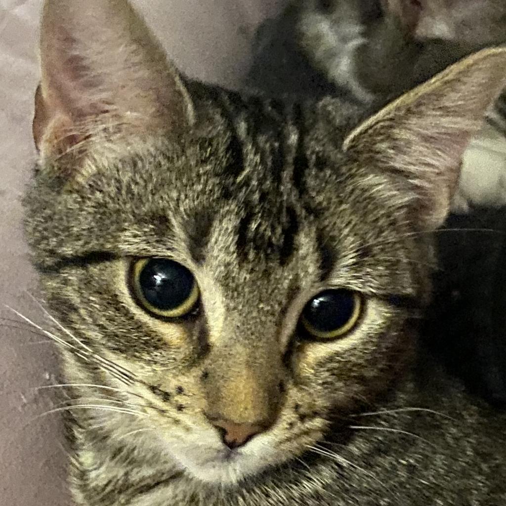 Noel, an adoptable Domestic Long Hair in San Antonio, TX, 78253 | Photo Image 5