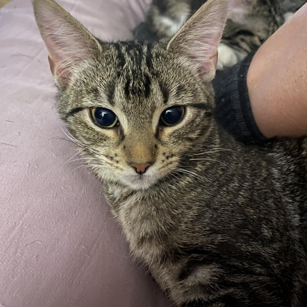 Noel, an adoptable Domestic Long Hair in San Antonio, TX, 78253 | Photo Image 6