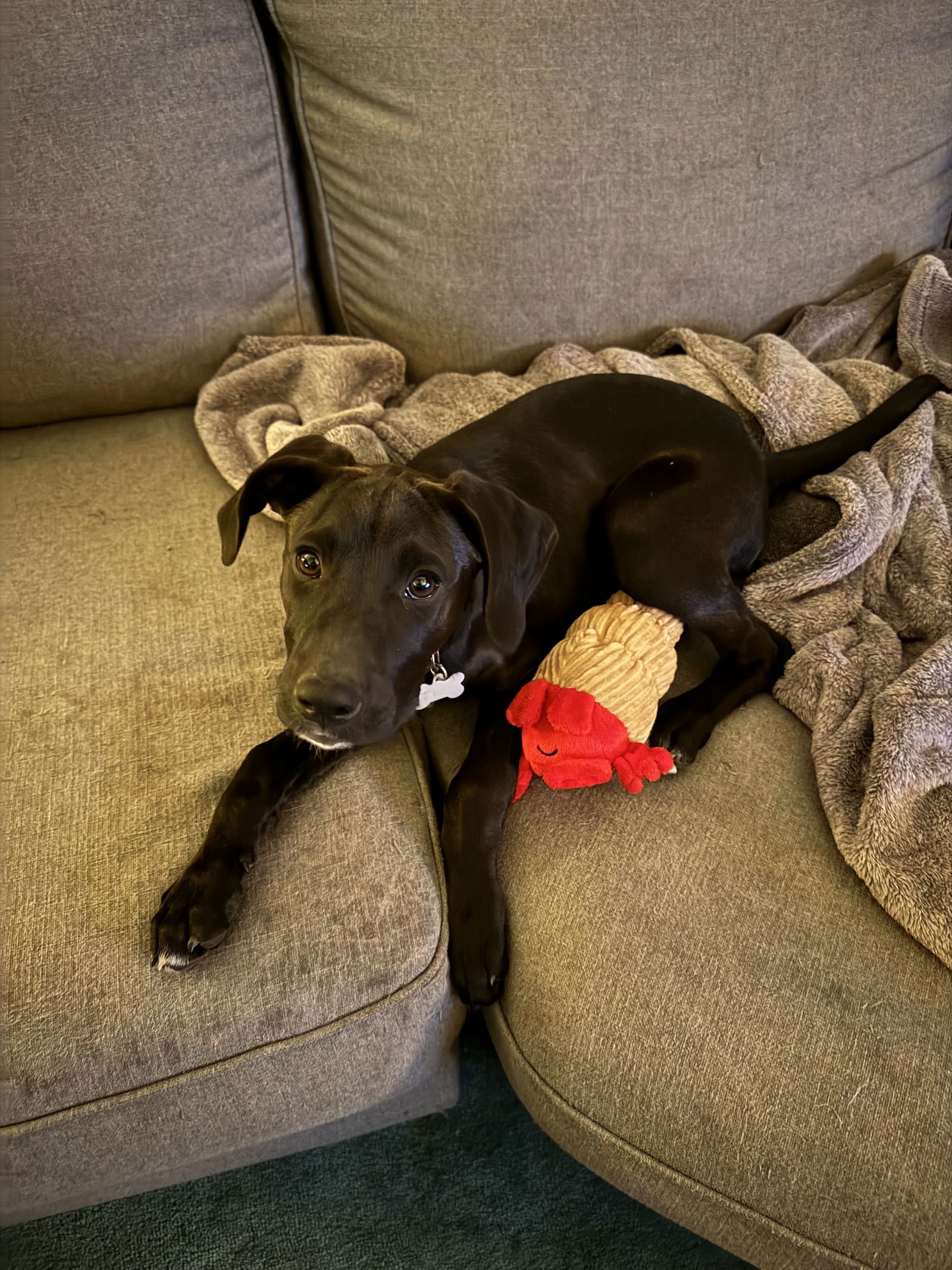 Blossom, an adoptable Labrador Retriever in Mobile, AL, 36608 | Photo Image 1