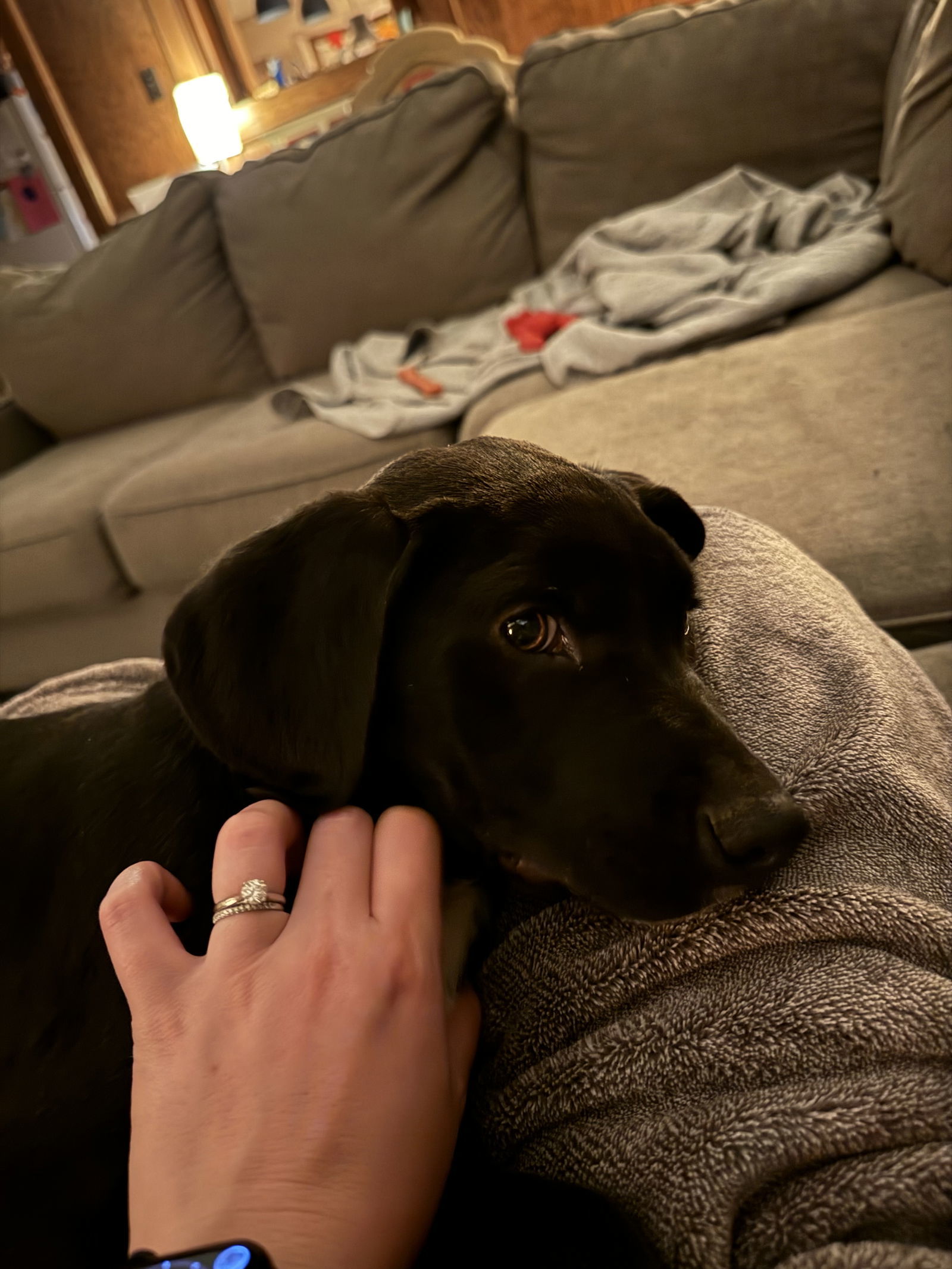 Blossom, an adoptable Labrador Retriever in Mobile, AL, 36608 | Photo Image 2