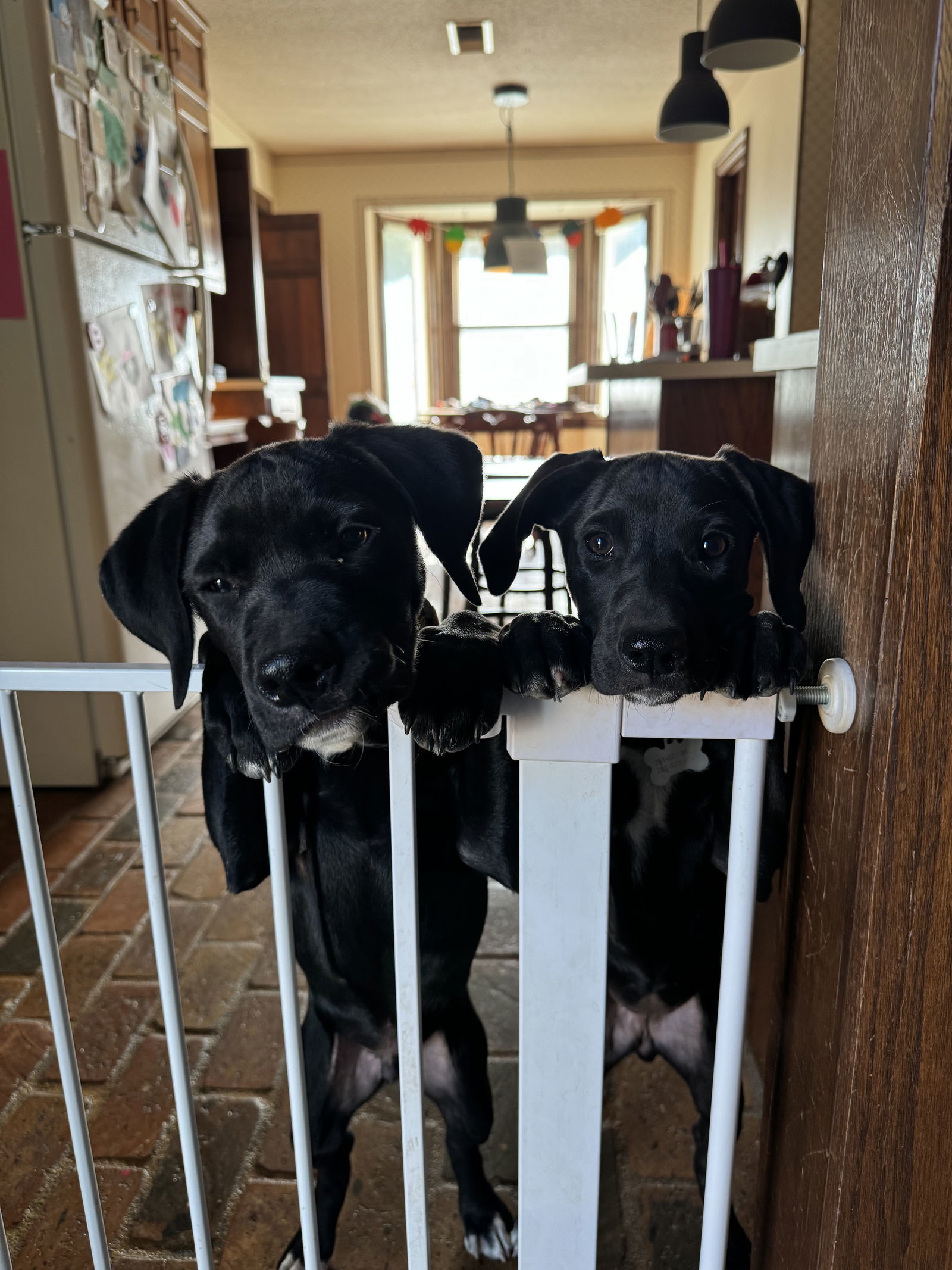 Blossom, an adoptable Labrador Retriever in Mobile, AL, 36608 | Photo Image 3
