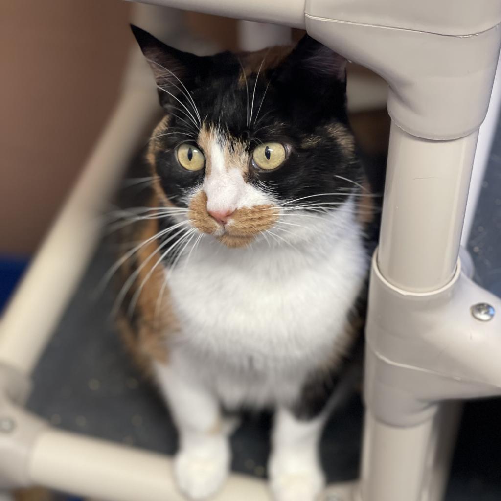 Callie, an adoptable Domestic Short Hair in Sand Springs, OK, 74063 | Photo Image 1