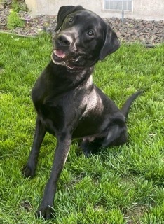 Parker, an adoptable Black and Tan Coonhound, Labrador Retriever in Twin Falls, ID, 83301 | Photo Image 1