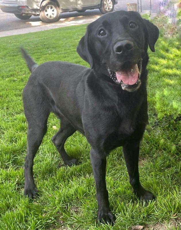 Parker, an adoptable Black and Tan Coonhound, Labrador Retriever in Twin Falls, ID, 83301 | Photo Image 2