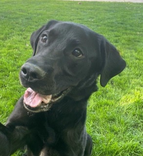 Parker, an adoptable Black and Tan Coonhound, Labrador Retriever in Twin Falls, ID, 83301 | Photo Image 3