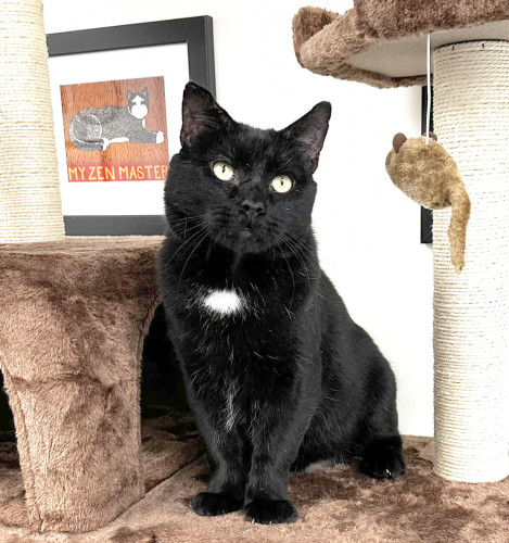 Henri, an adoptable Domestic Short Hair in St. Johnsbury, VT, 05819 | Photo Image 1