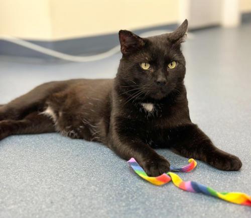 Henri, an adoptable Domestic Short Hair in St. Johnsbury, VT, 05819 | Photo Image 2